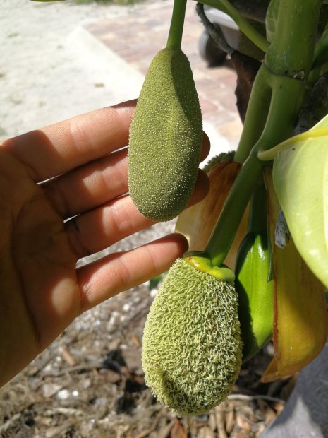 Identifying a male and female Jackfruit inflorescence