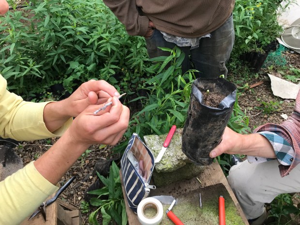 Injertando duraznos en Costa Rica – Grafting peaches in Costa Rica