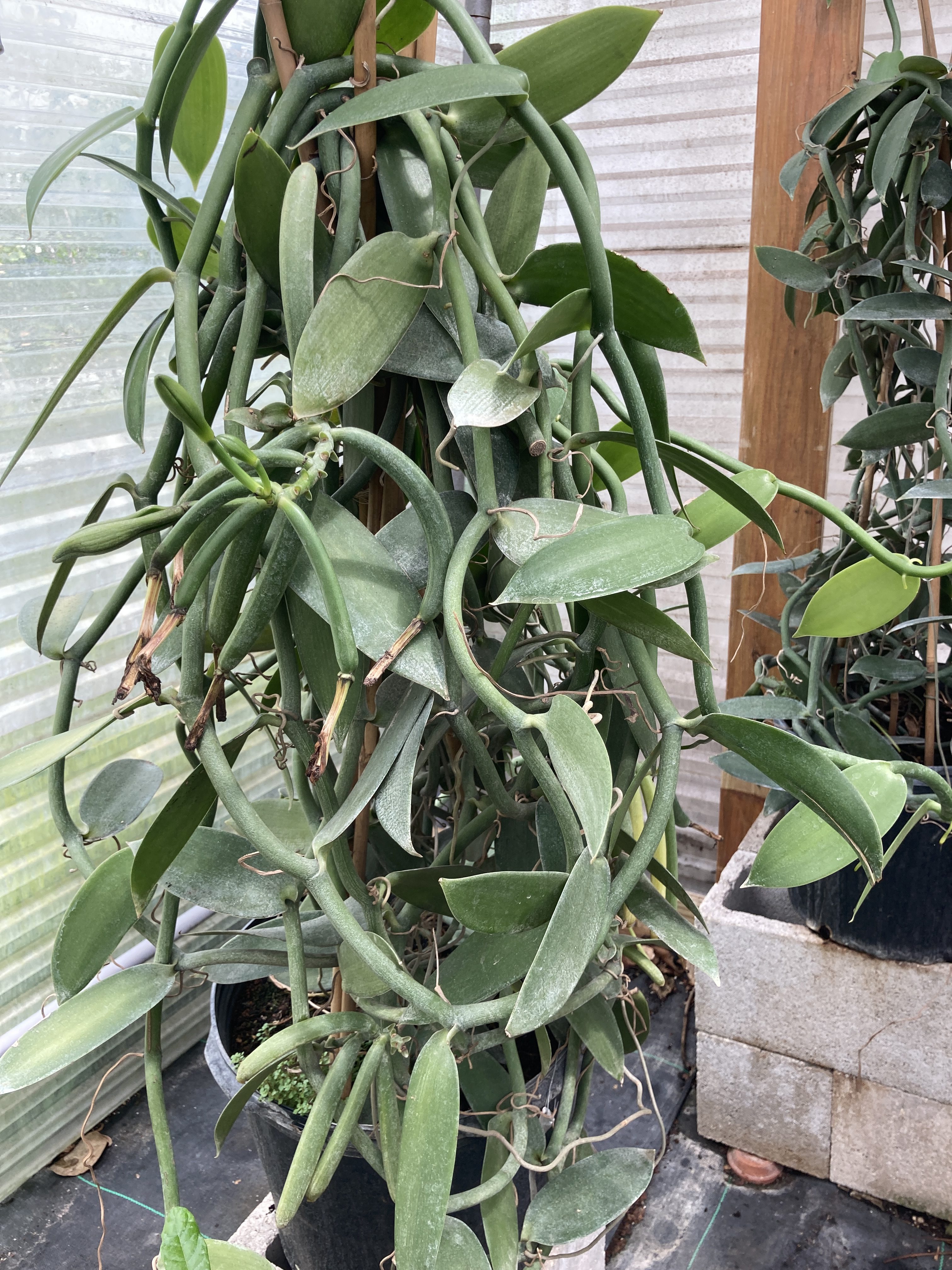 Vanilla planifoliaThird Insight Design & nursery